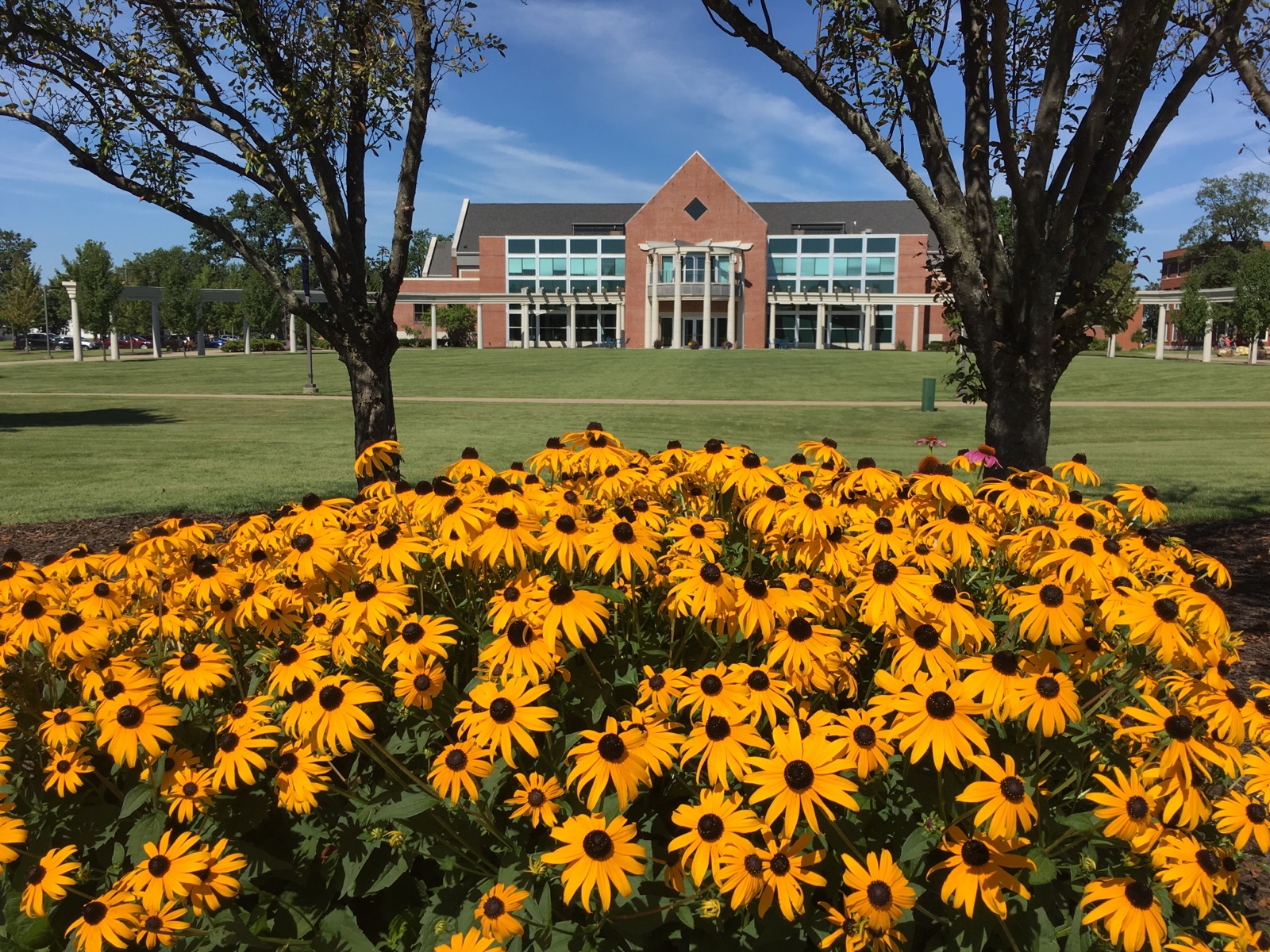 yellow and black flowers in front of serrick campus center