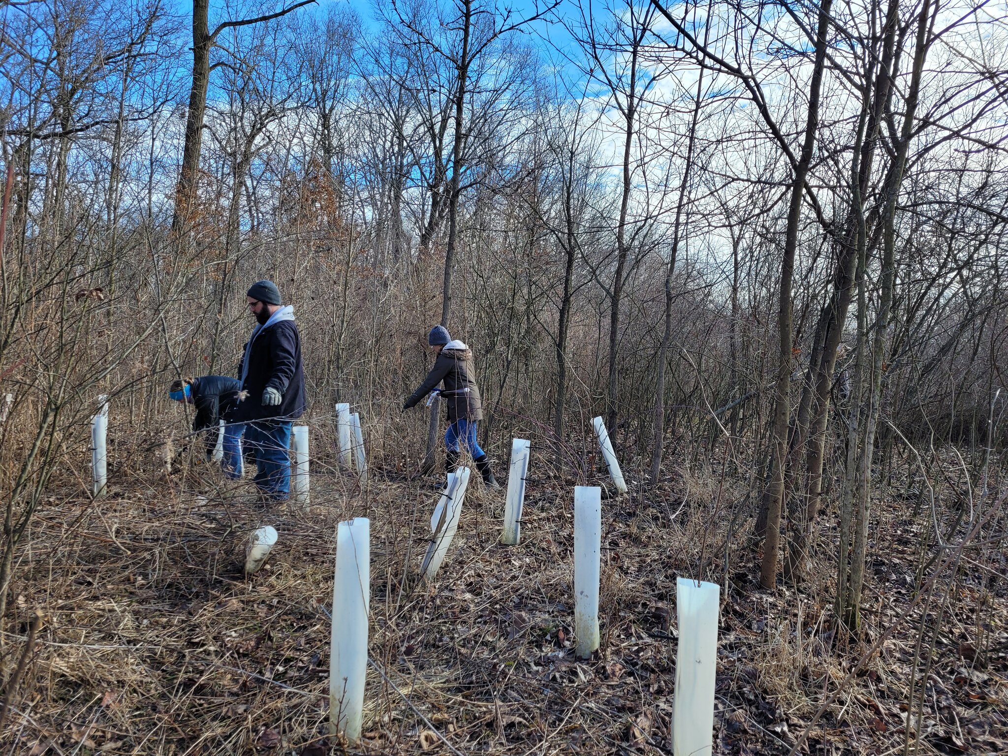 Students in the restoration ecology program walk in Forrest Woods Preserve on the hunt for Autumn Olive shrubs