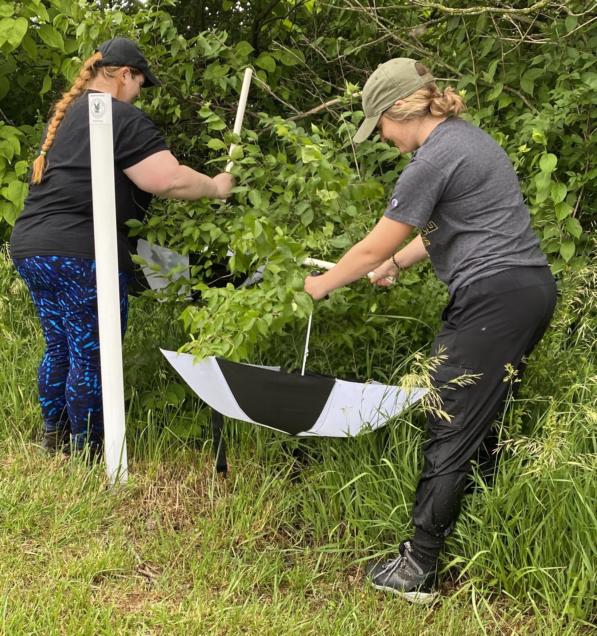 female student and faculty member hunched over trees/bushes hitting them with a stick collecting what falls into an umbrella