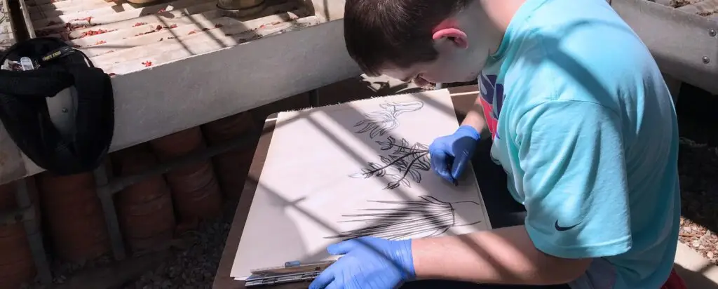 A person wearing blue gloves and a light blue shirt sketches detailed plants on a large sheet of paper while sitting outside in sunlight, next to a bench with gardening supplies.